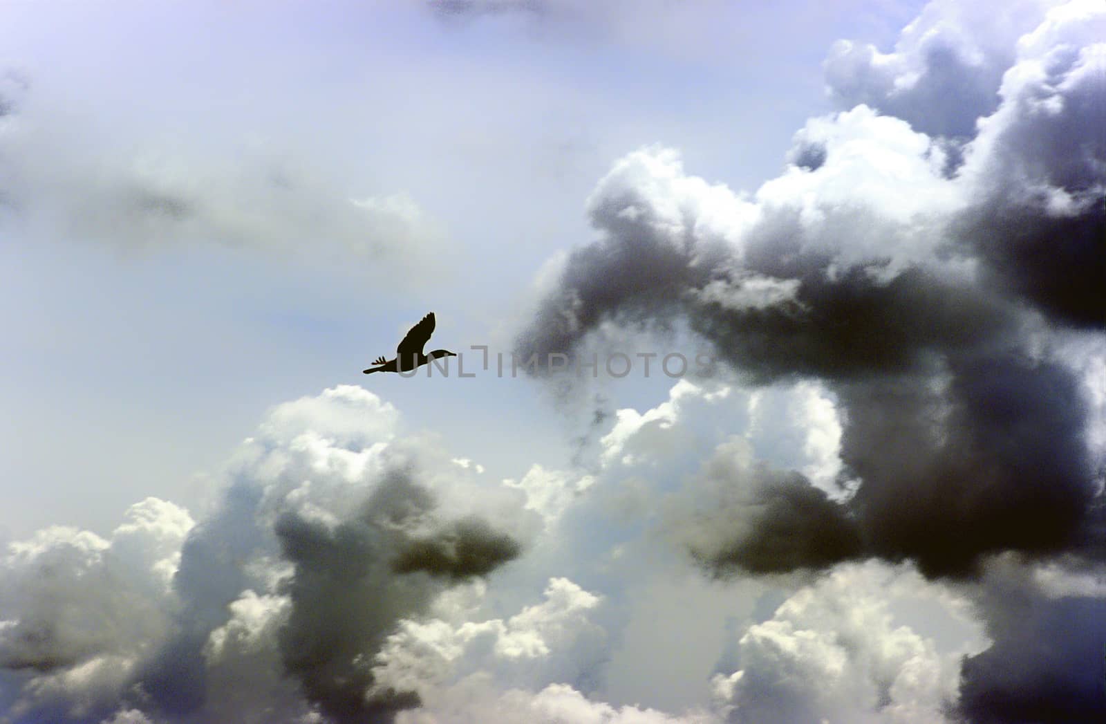 big black bird flying among the clouds