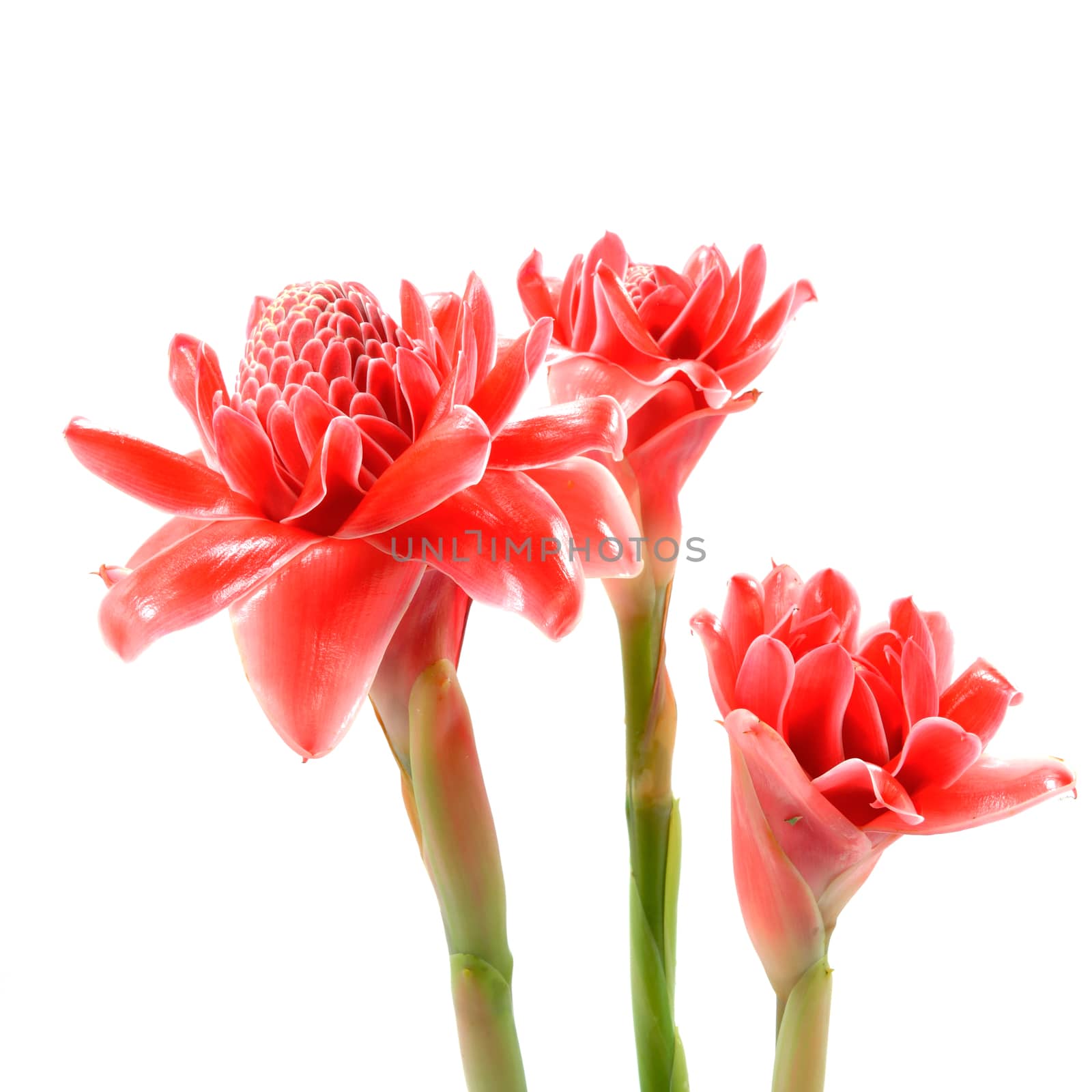 Tropical flower of Pink torch ginger. (Etlingera elatior (Jack) R.M. Sm.)