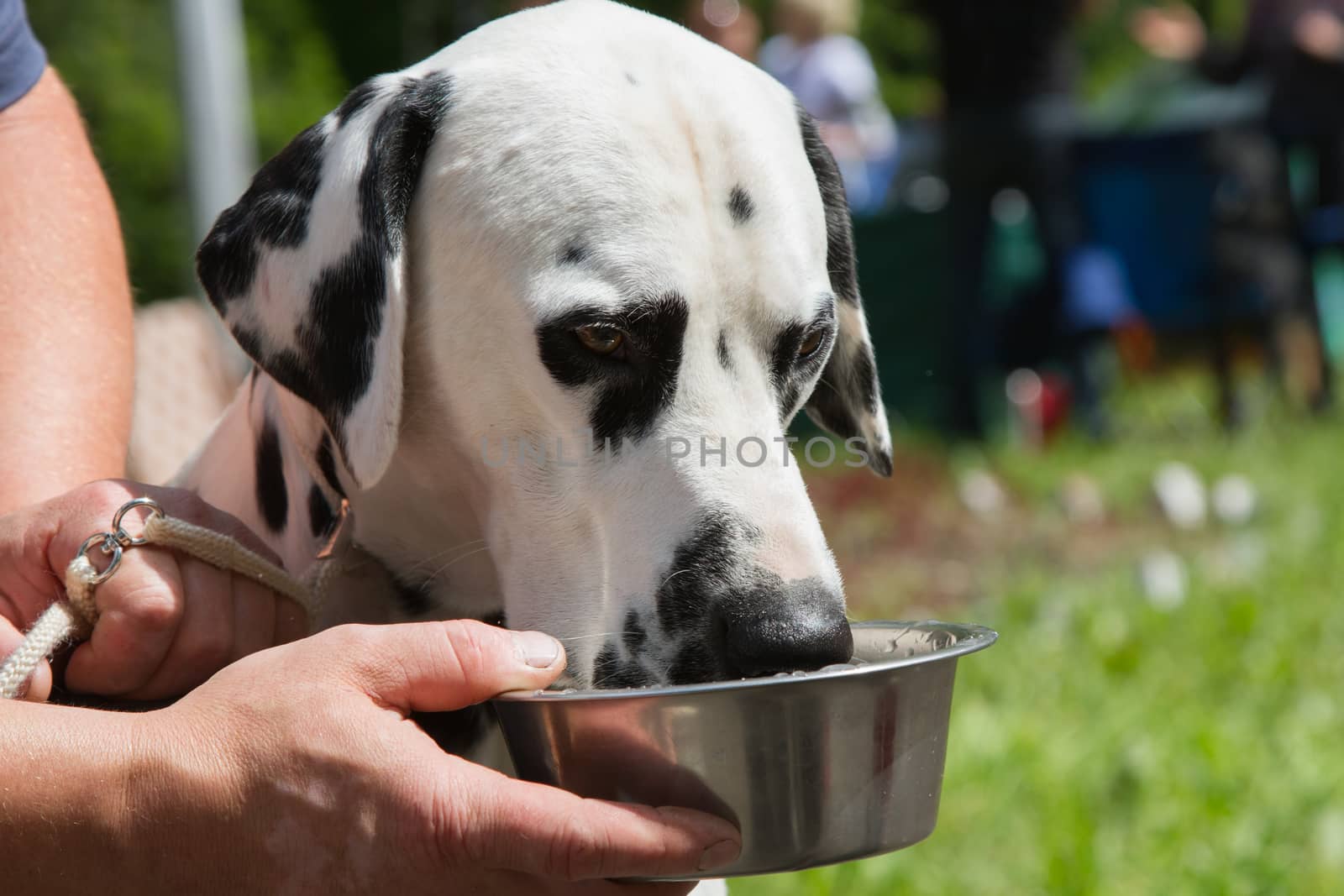 Dalmatians drinks water from a cup