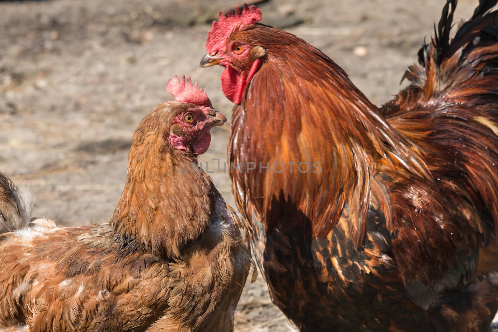 red rooster and hen close-up