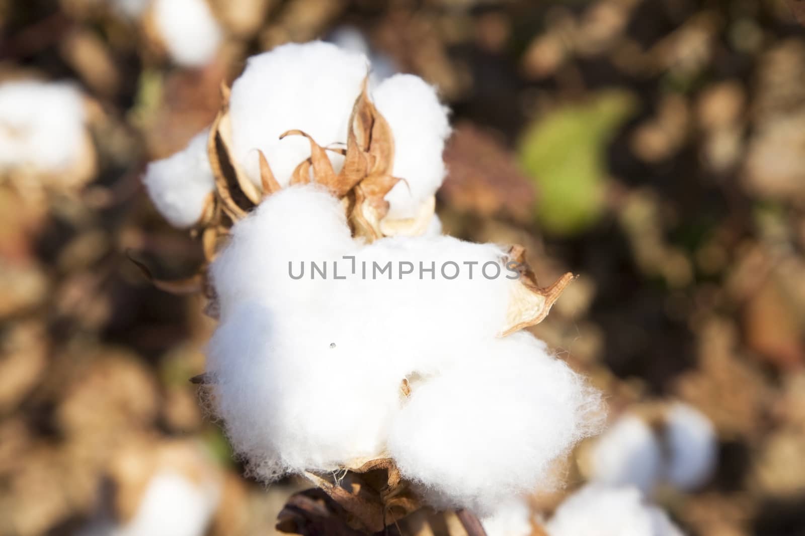 Cotton plant in the field is ready for harvest.