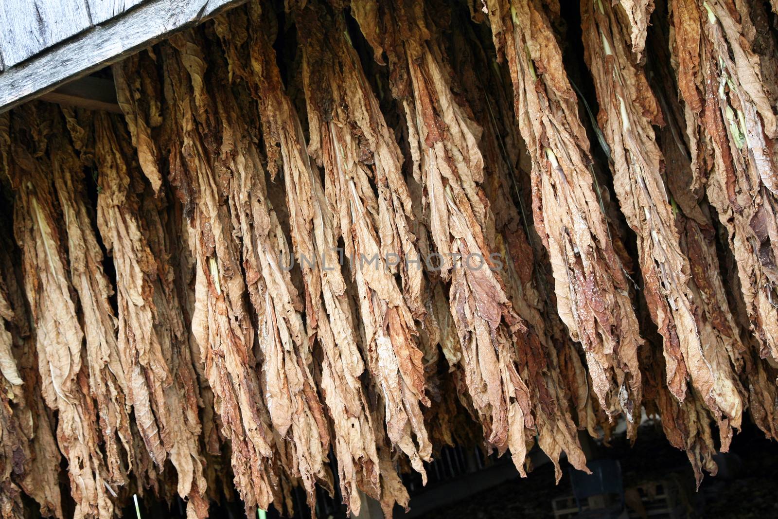 Tobacco ages in the barn before further processing.