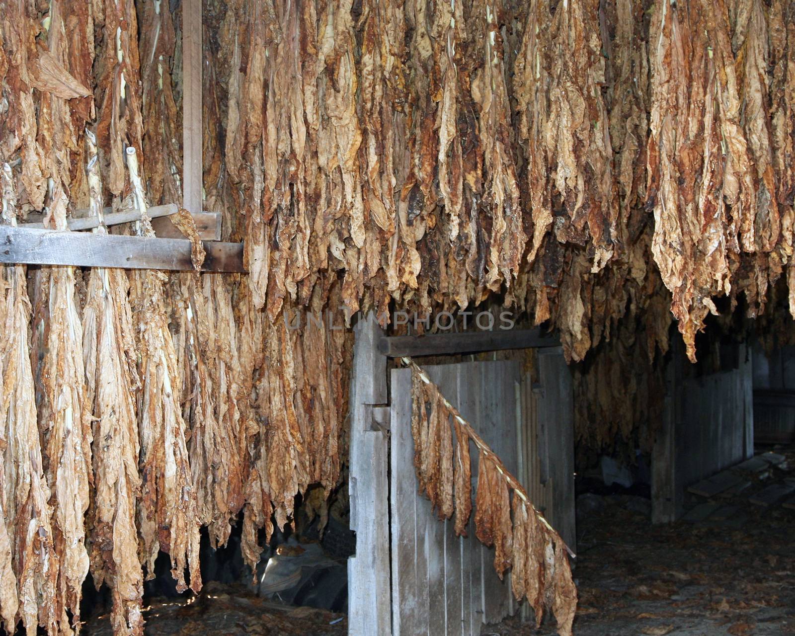 Freshly harvested tobacco dries in a barn before further processing.