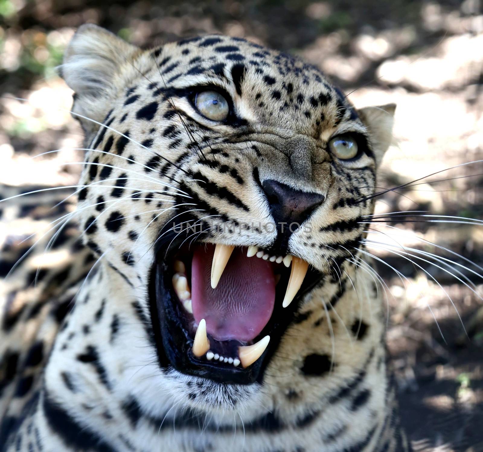Snarling Leopard with Huge Teeth by fouroaks