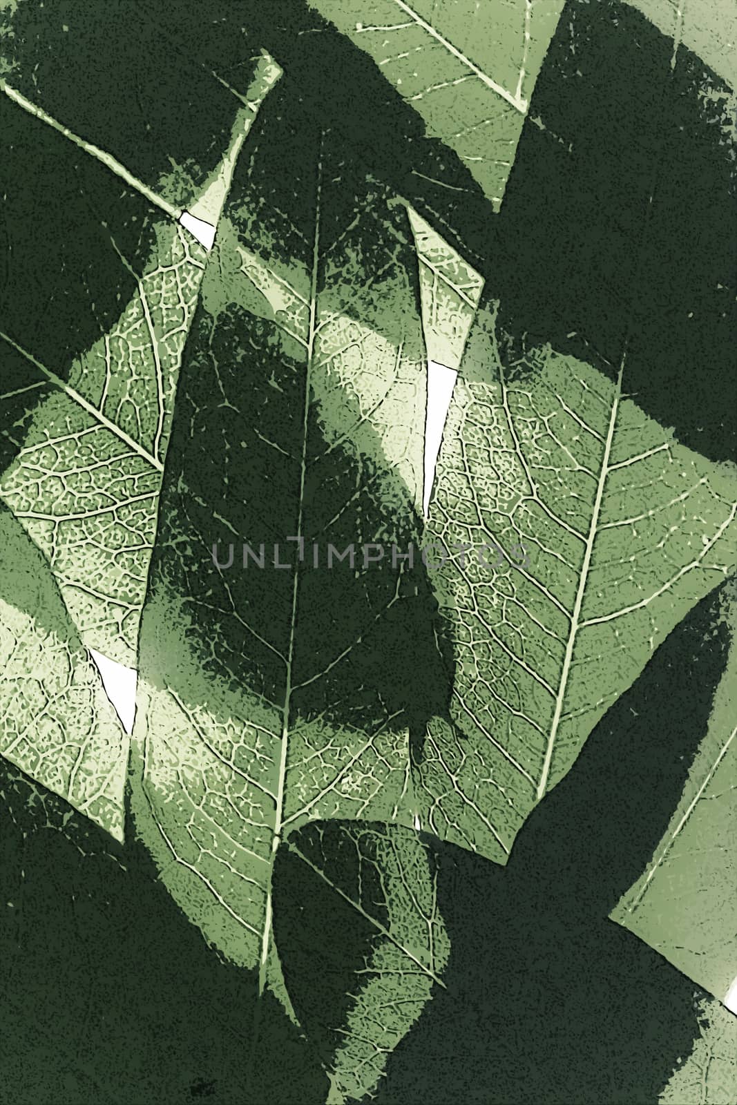 Leaves of Cassia leptophylla Placed together to create a larger background