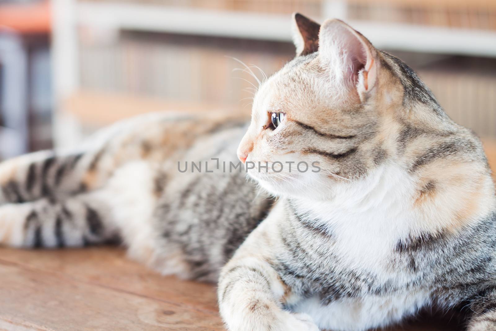 Siamese cat lying on wooden table, stock photo