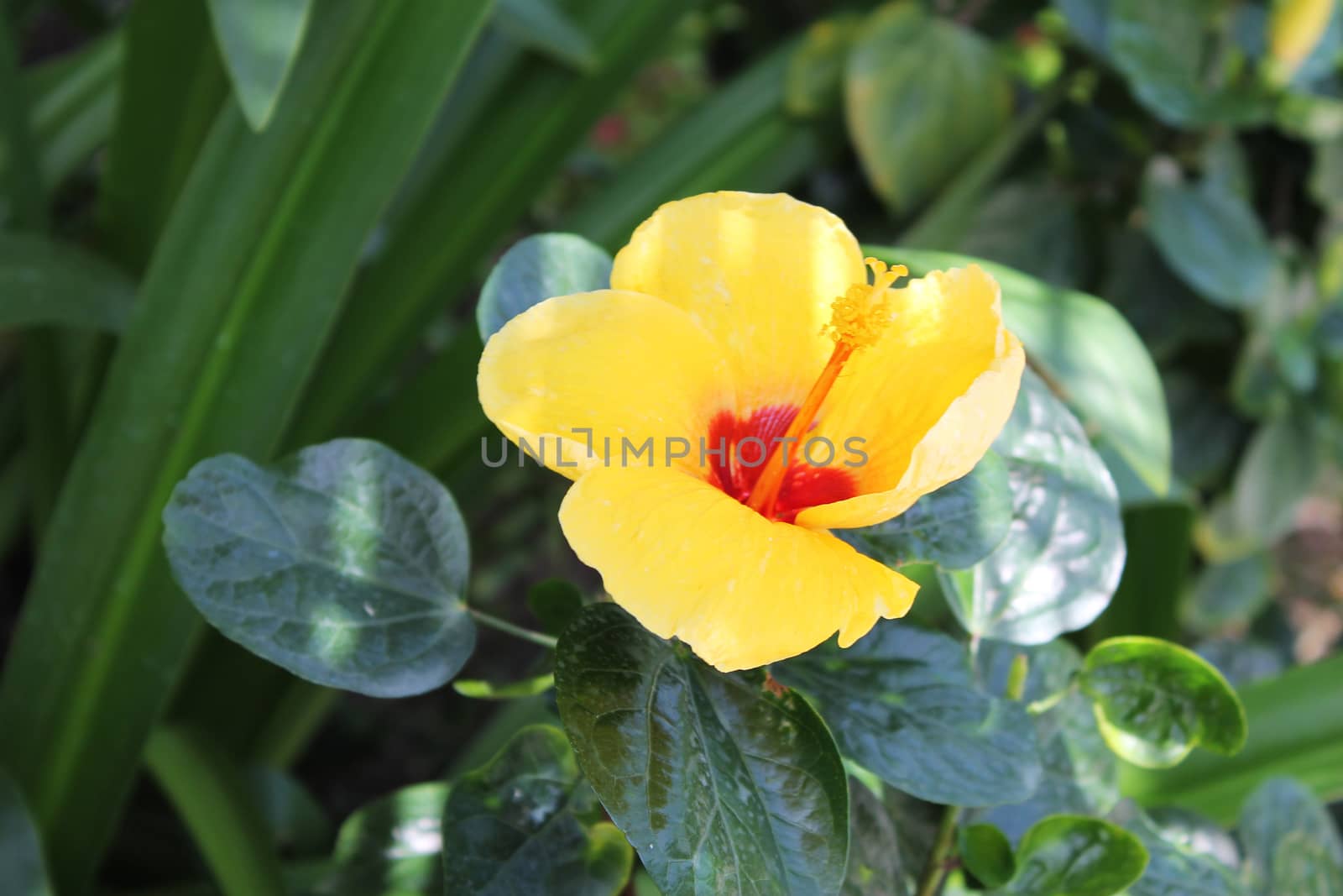 One large yellow flower on a background of green leaves