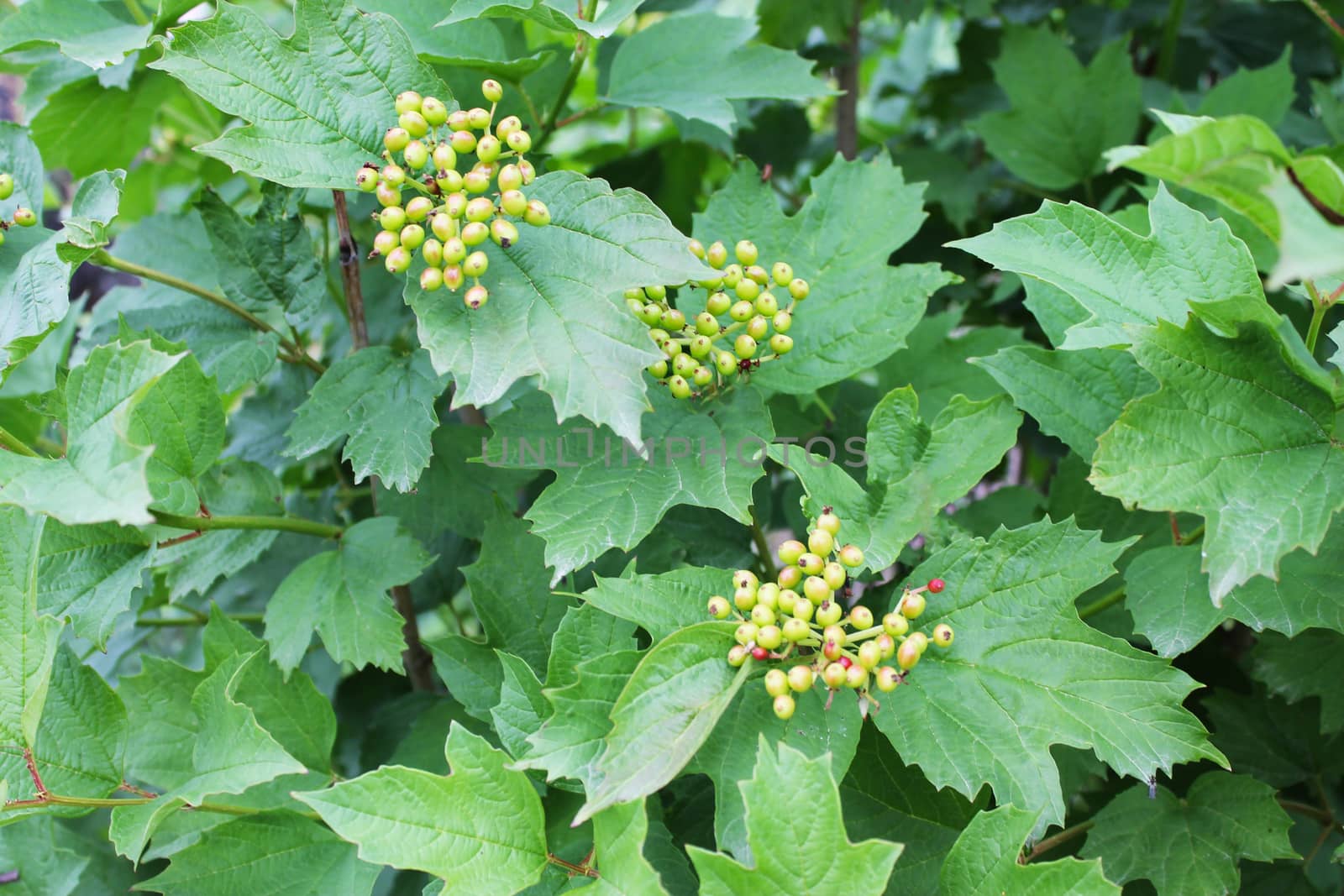 background of green leaves and berries of viburnum
