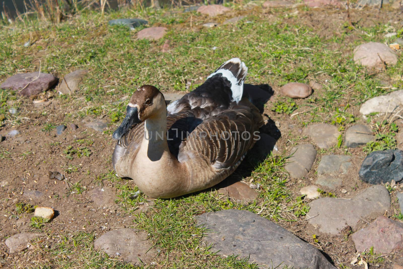 One gray duck basking in the spring sunshine