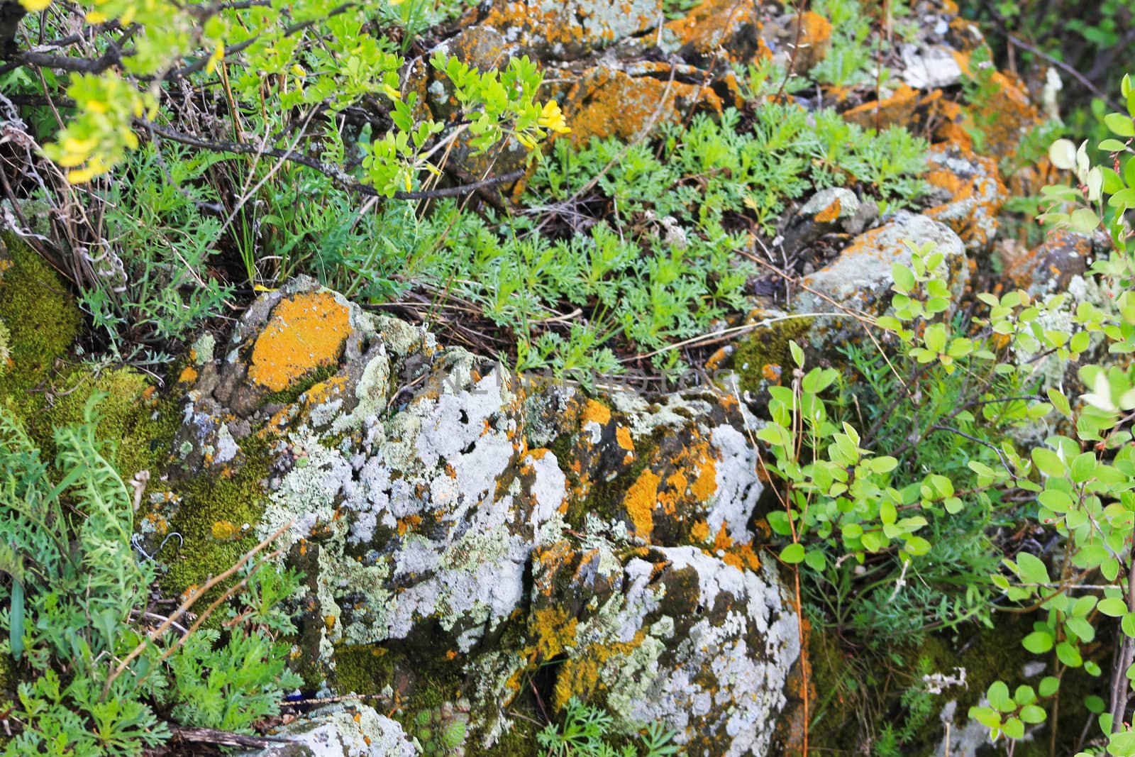 Background of green moss and brown lichen