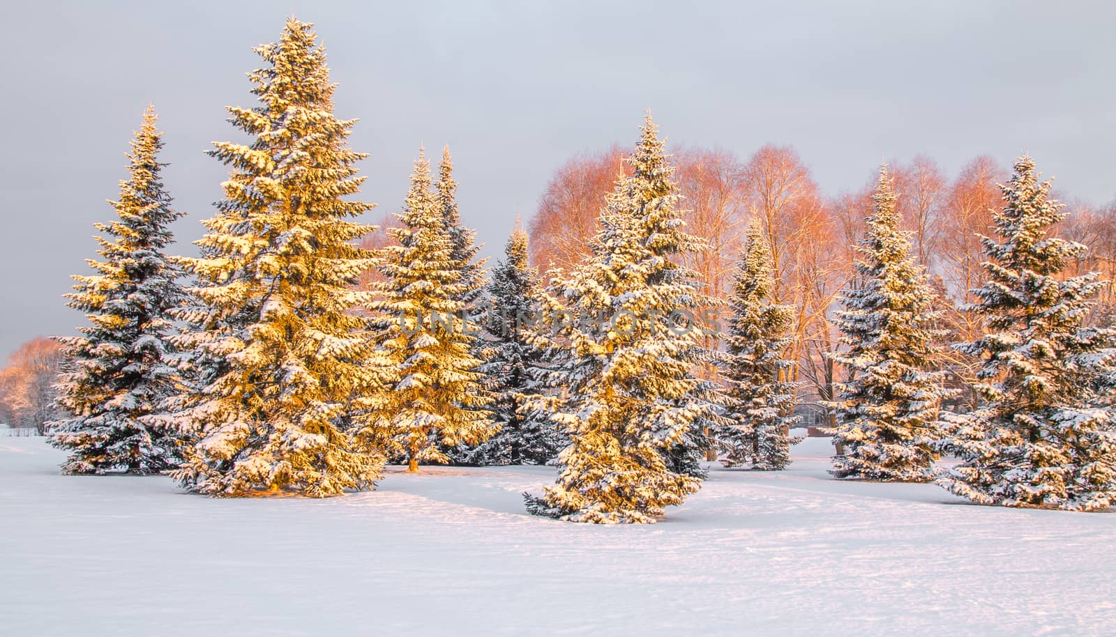 Panoramic view of the snow covered trees in the morning light by Alexanderphoto