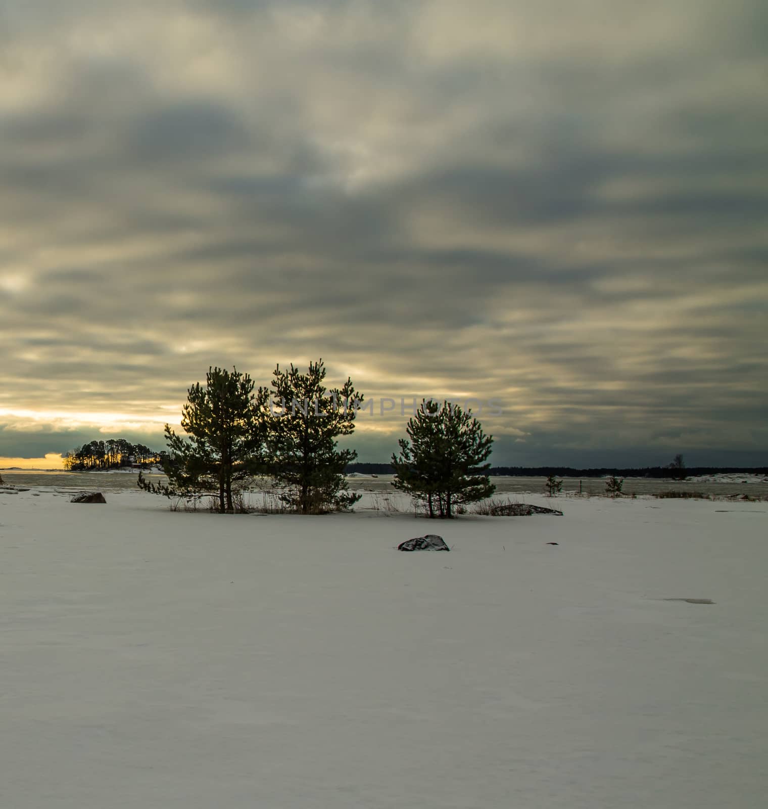 Trees on the snowy oceanshore  by Alexanderphoto