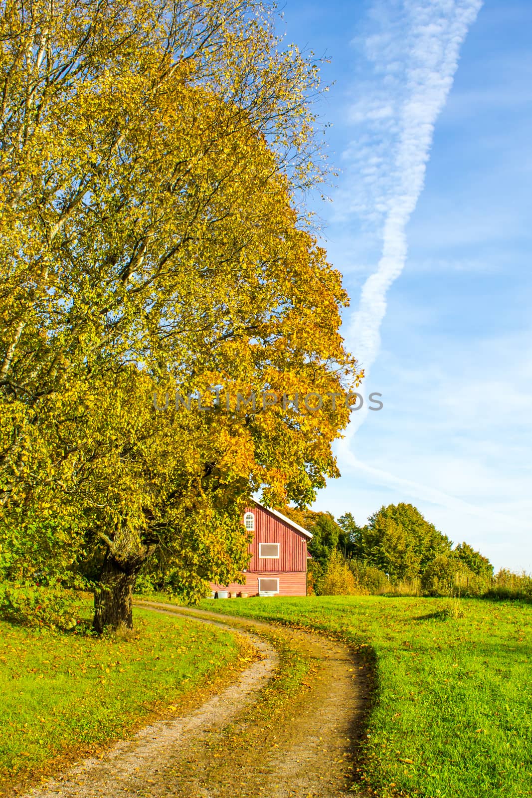Country road passing autumn colored tree  by Alexanderphoto