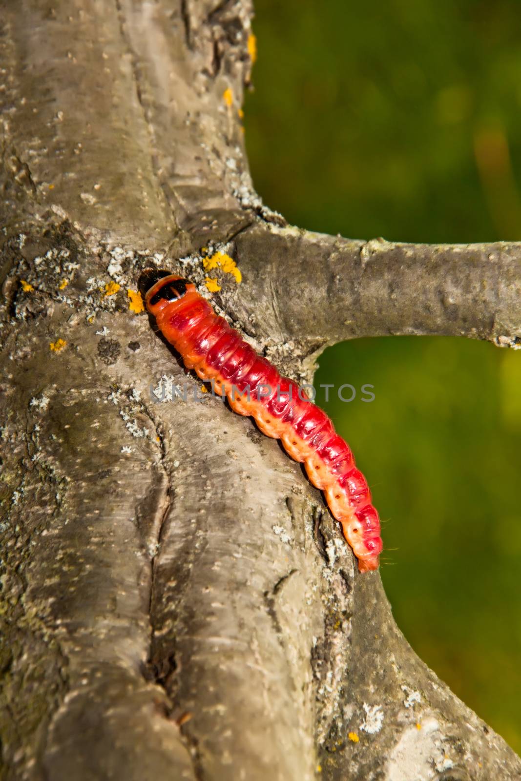  The big, bright beautiful caterpillar creeps on an apple-tree trunk by client111
