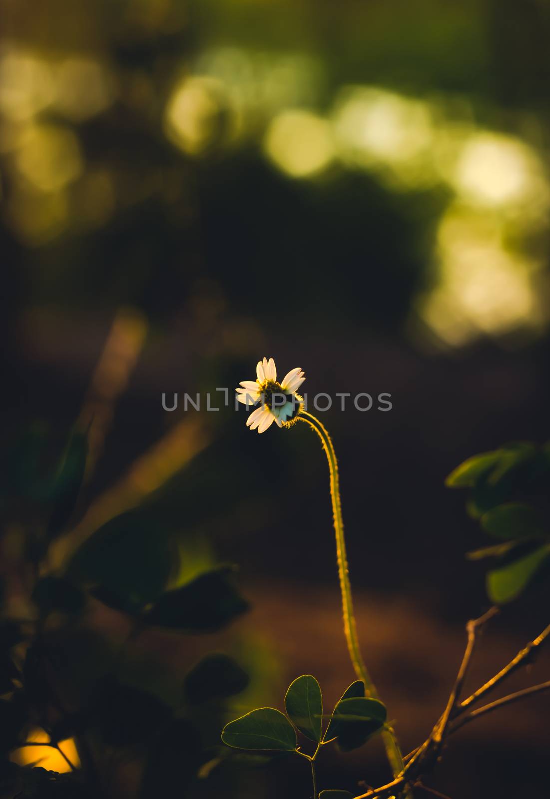 grass flower evening vintage style
