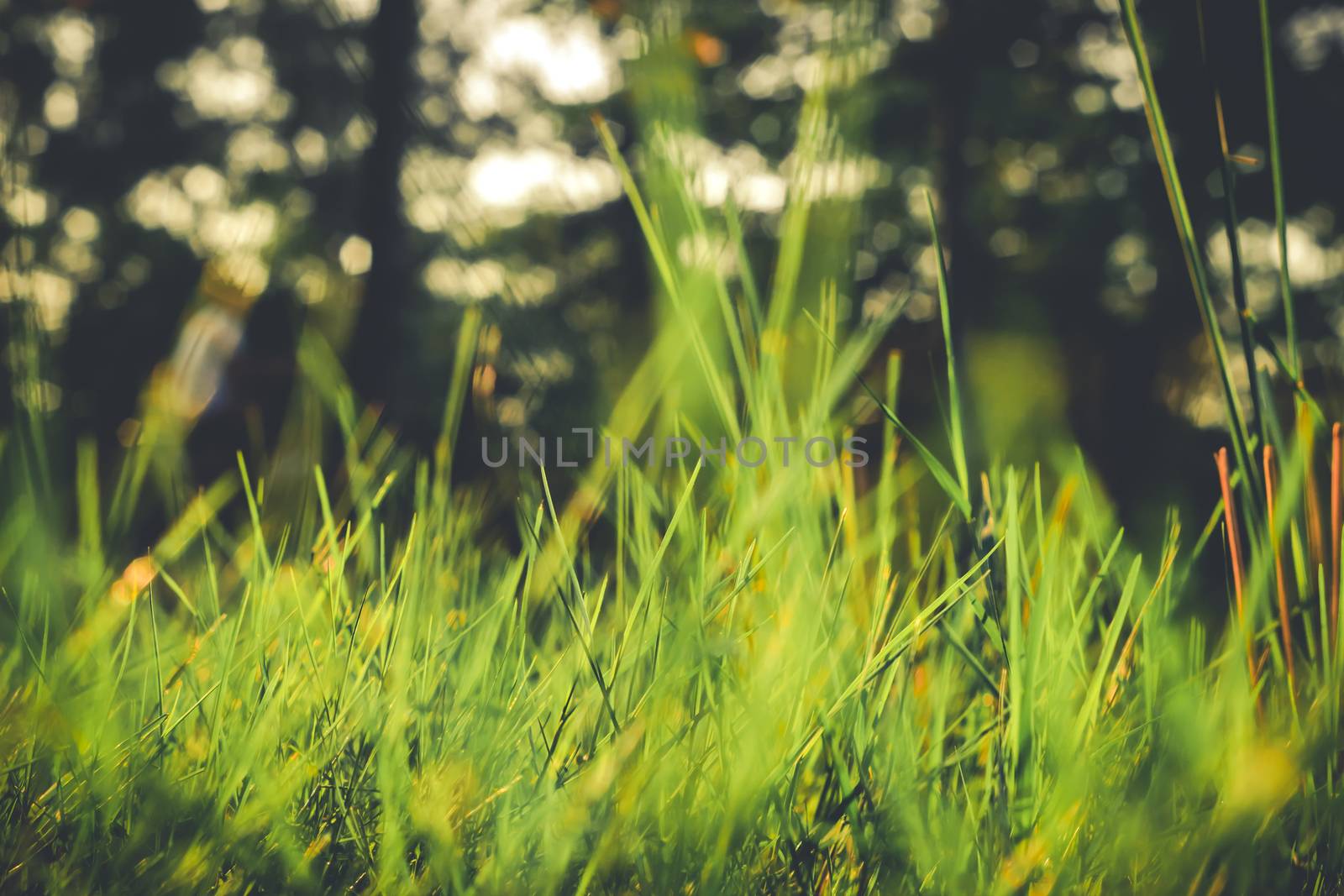 grass closeup in the evening vintage style by kaisorn