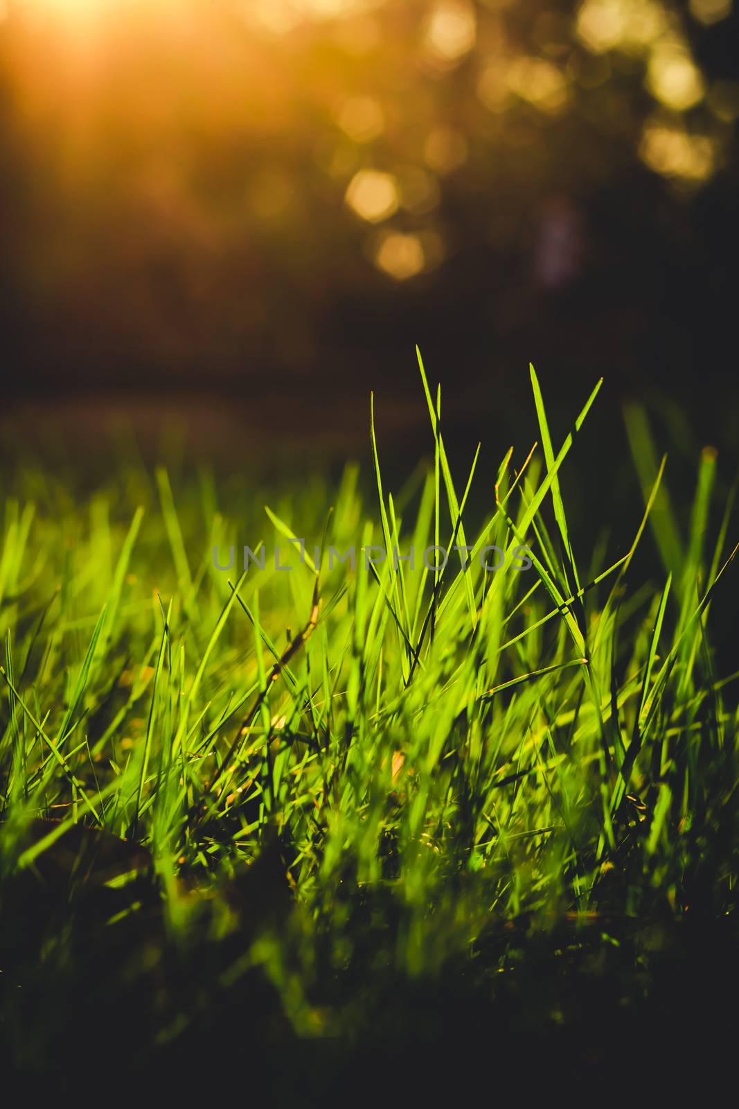grass closeup in the evening vintage style by kaisorn