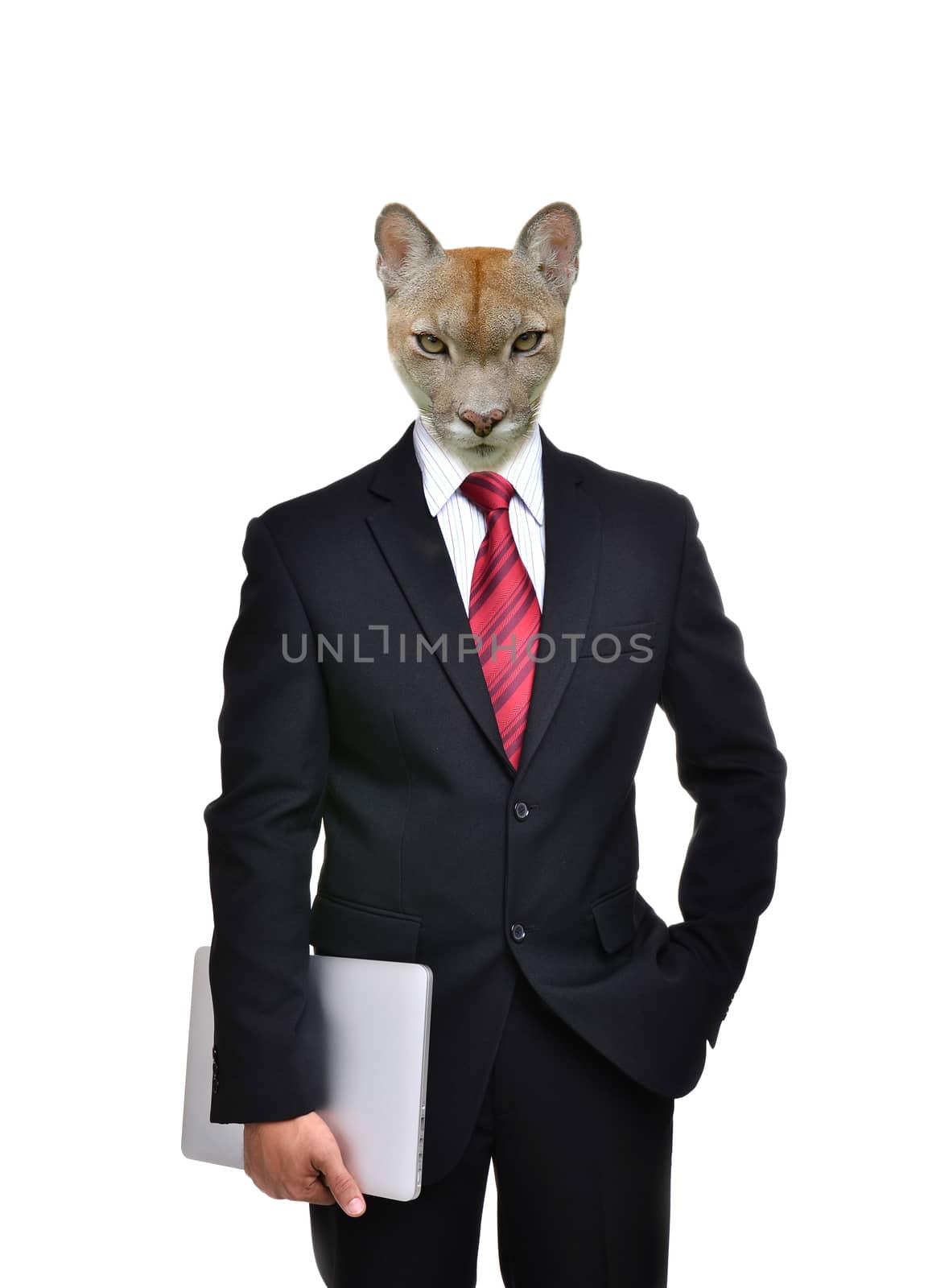 business man with animal head isolated  by anankkml