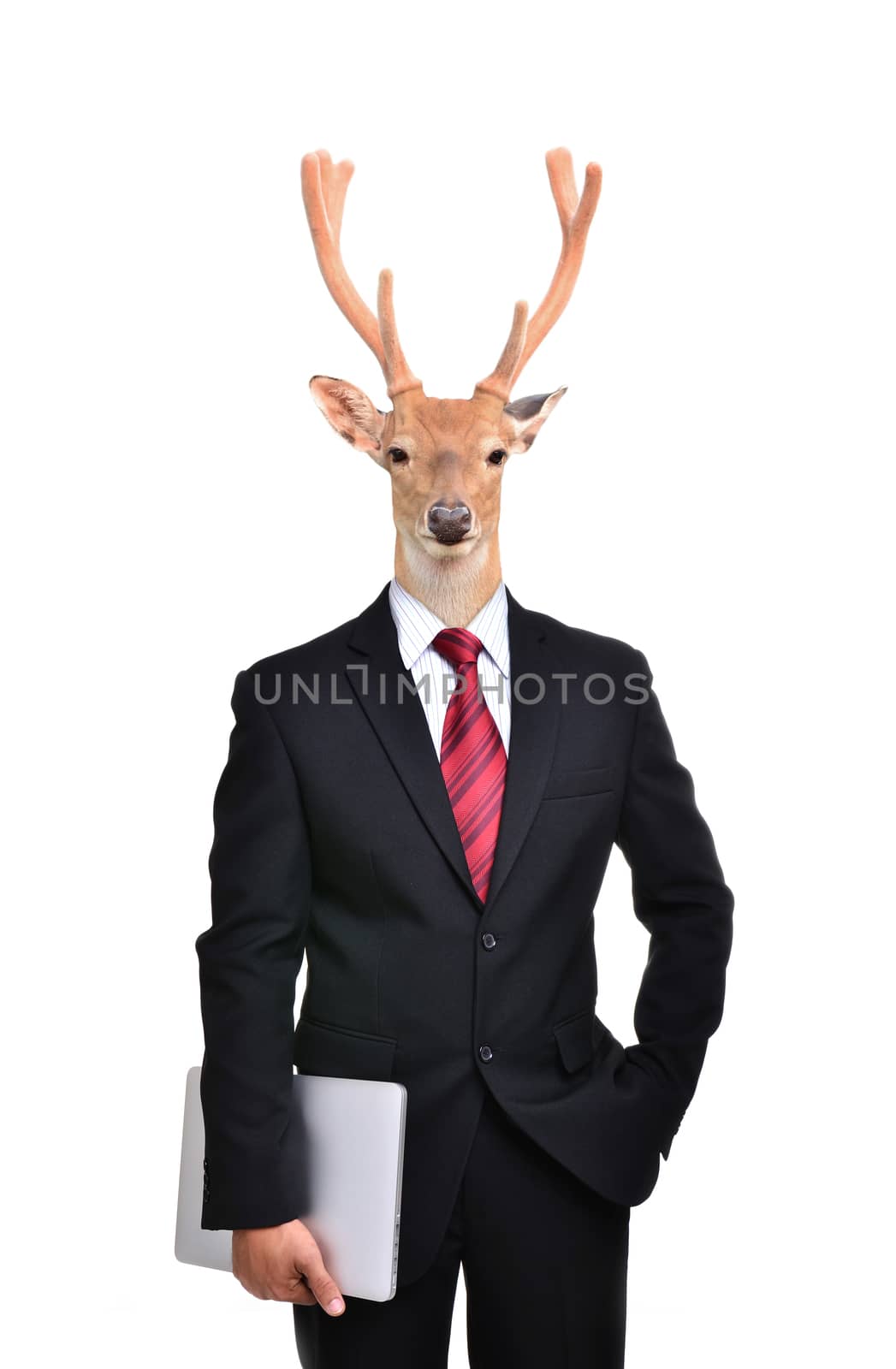 business man with animal head isolated  by anankkml