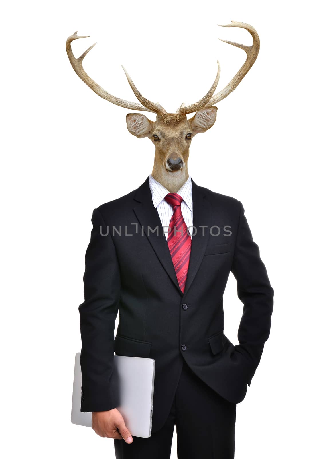 business man with animal head isolated  by anankkml