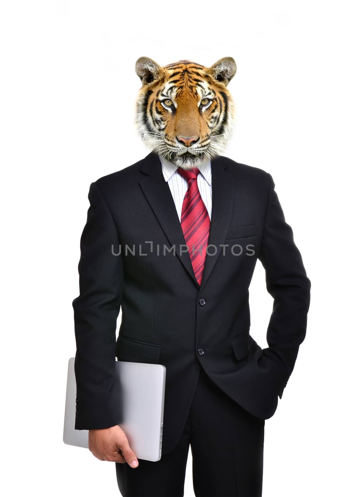 business man with tiger head isolated on white background