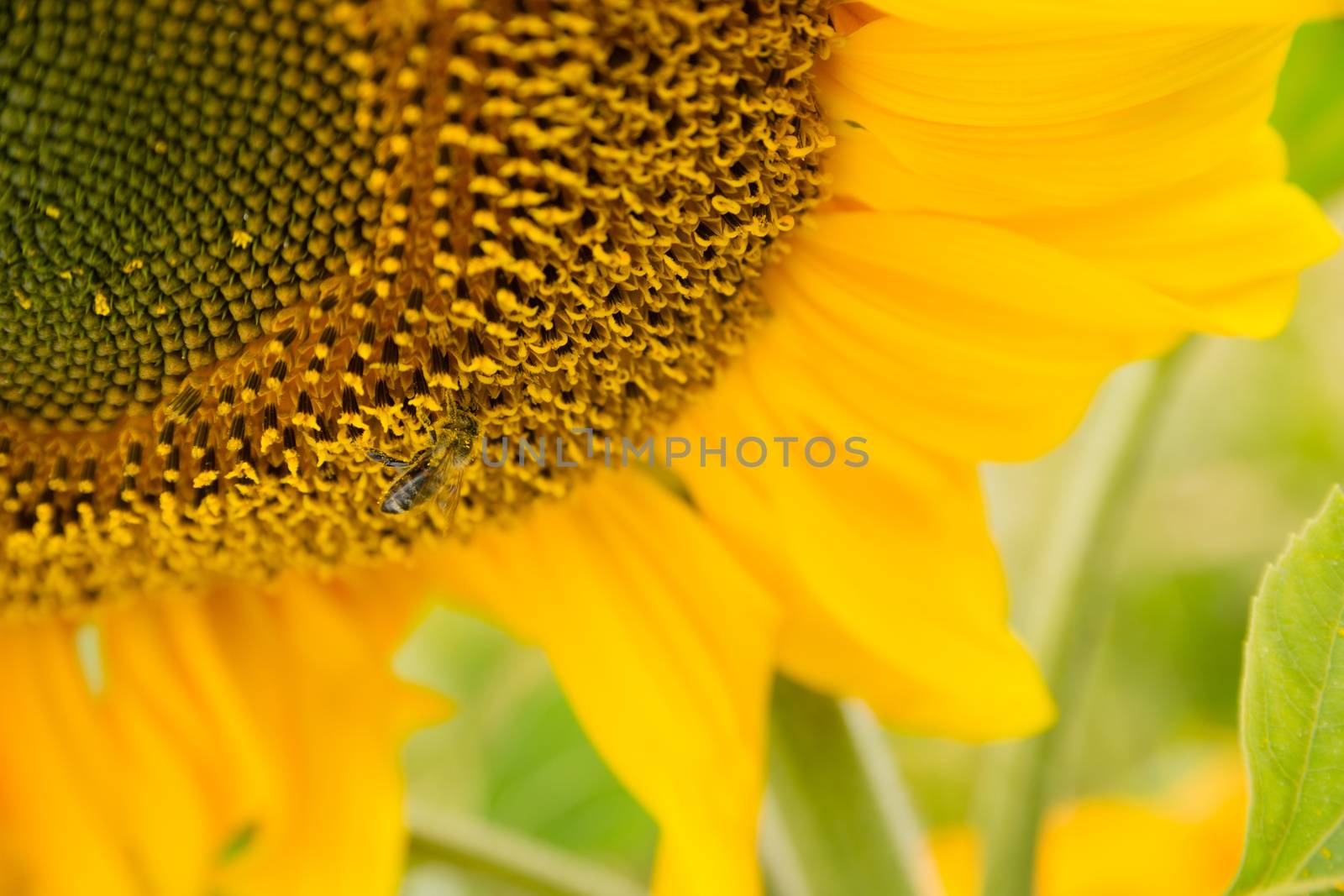 a bee probes around on a big sunflower