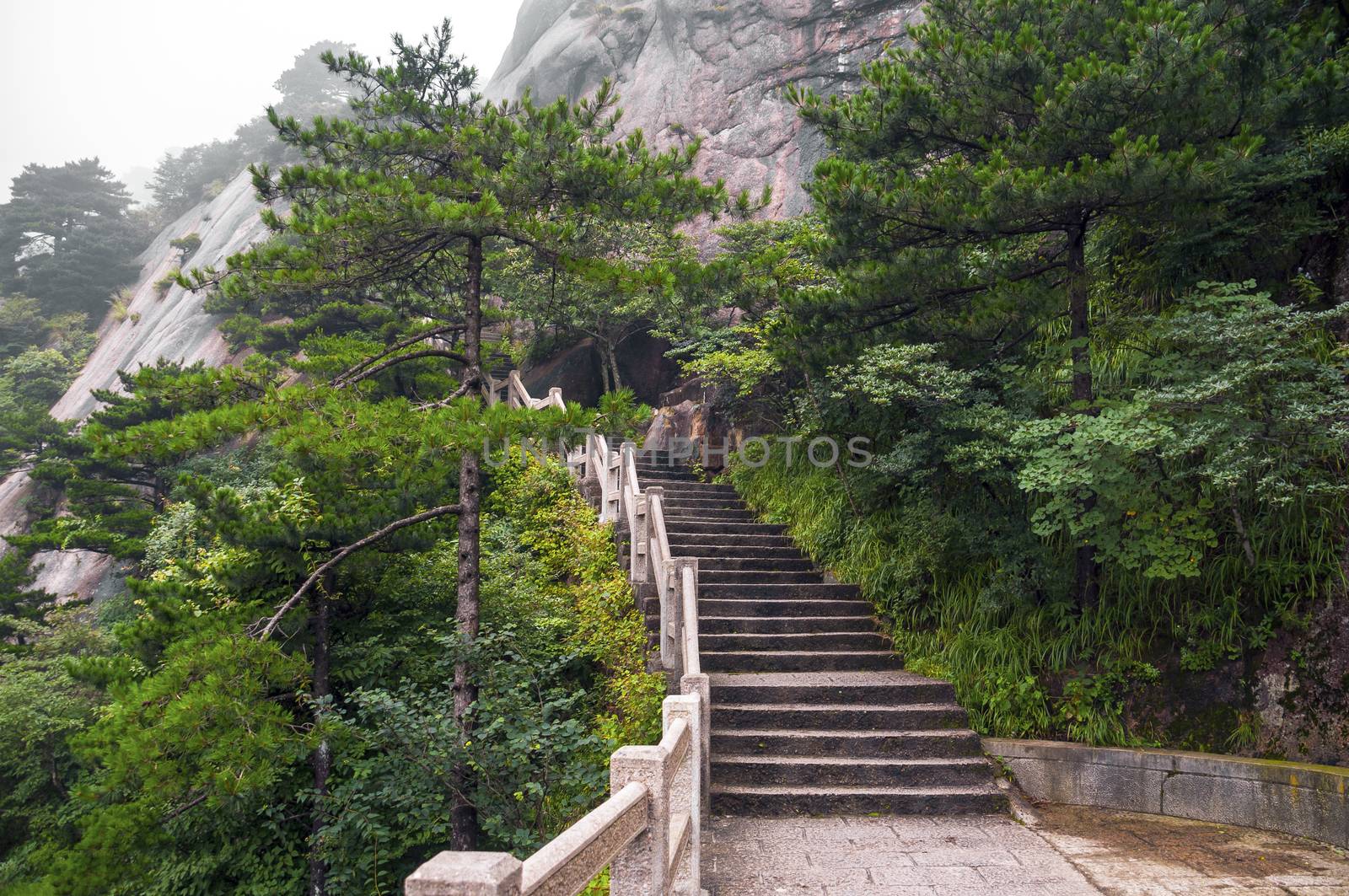Huangshan mountain stairs path into forest by rigamondis
