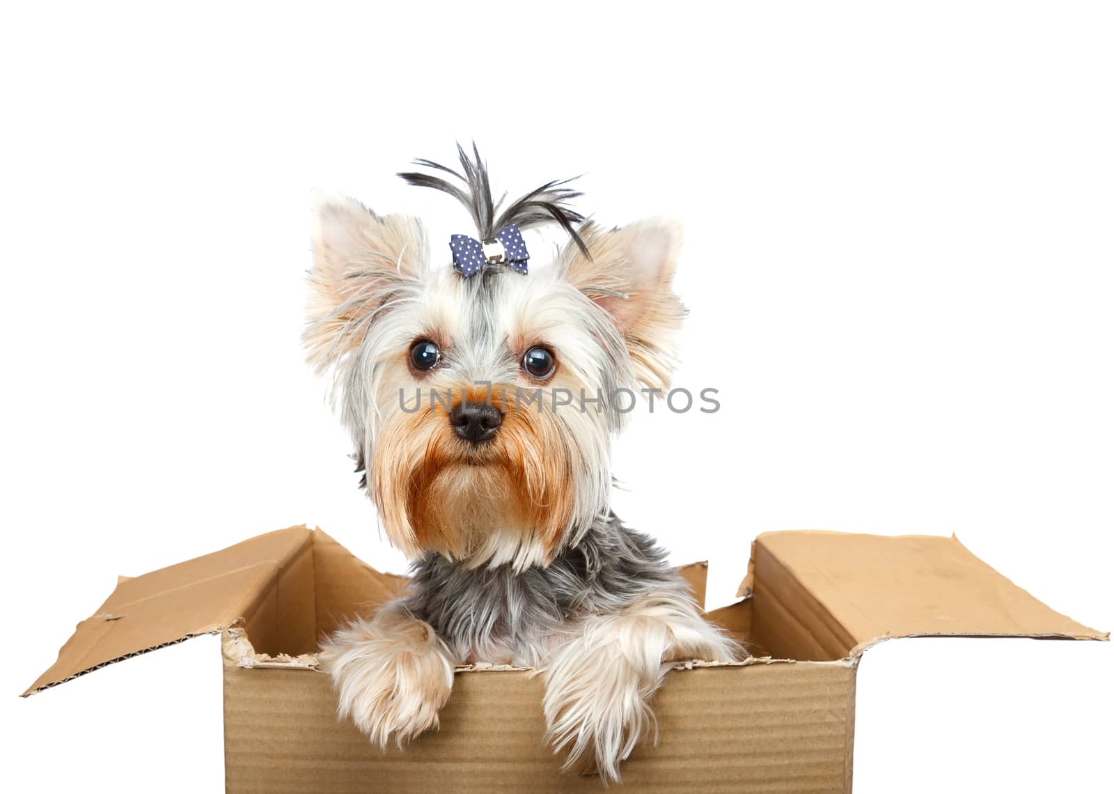 Yorkshire Terrier in cardboard box by Bedolaga