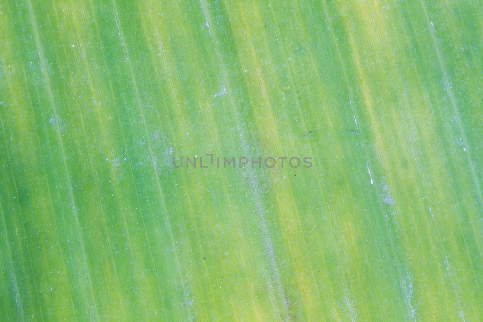 Banana leaf background with lines by a3701027