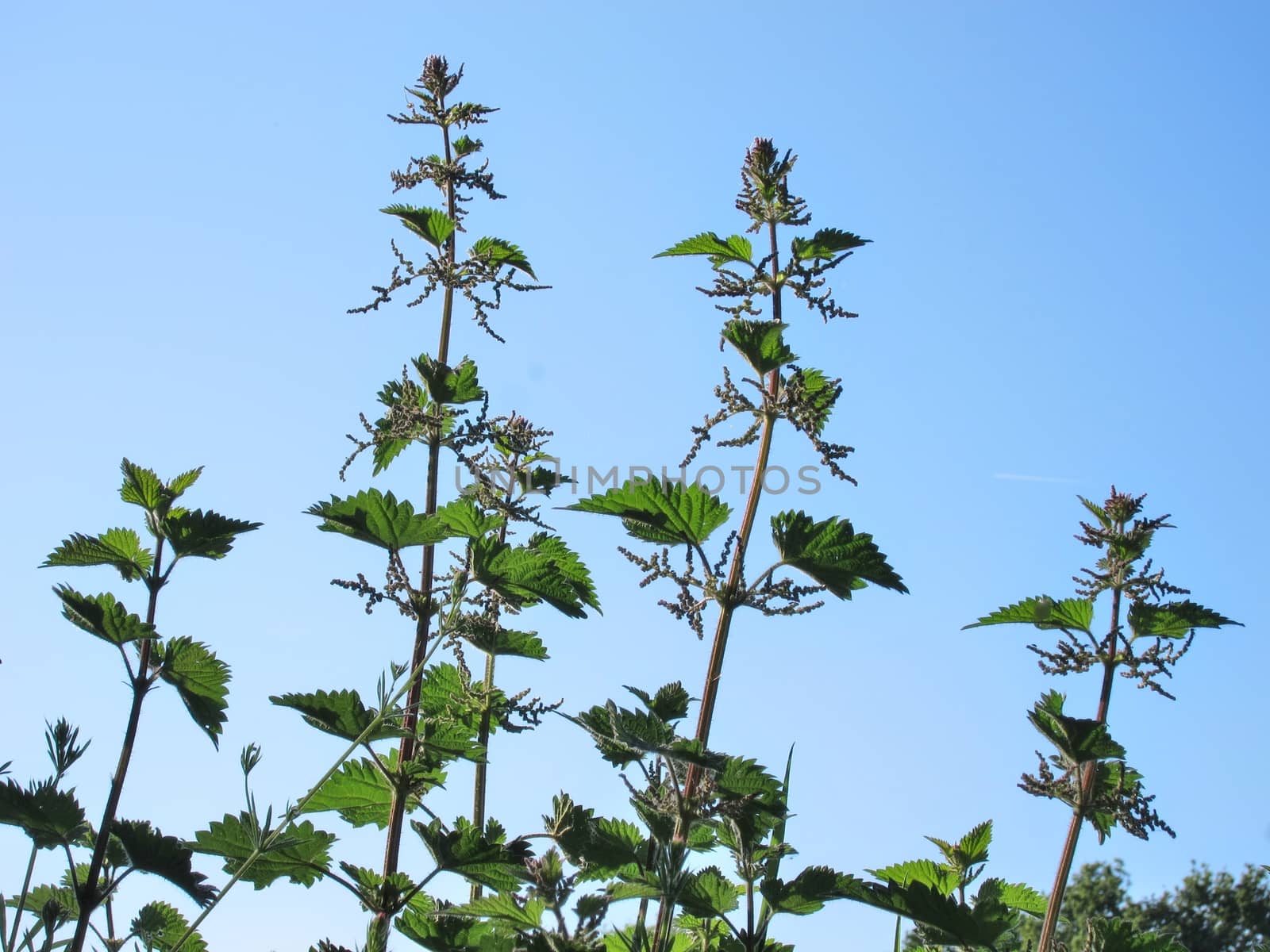 Stinging nettle