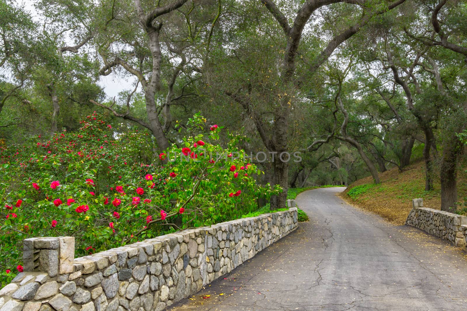 Camellia lined stone bridge and path through the Live Oak forest.