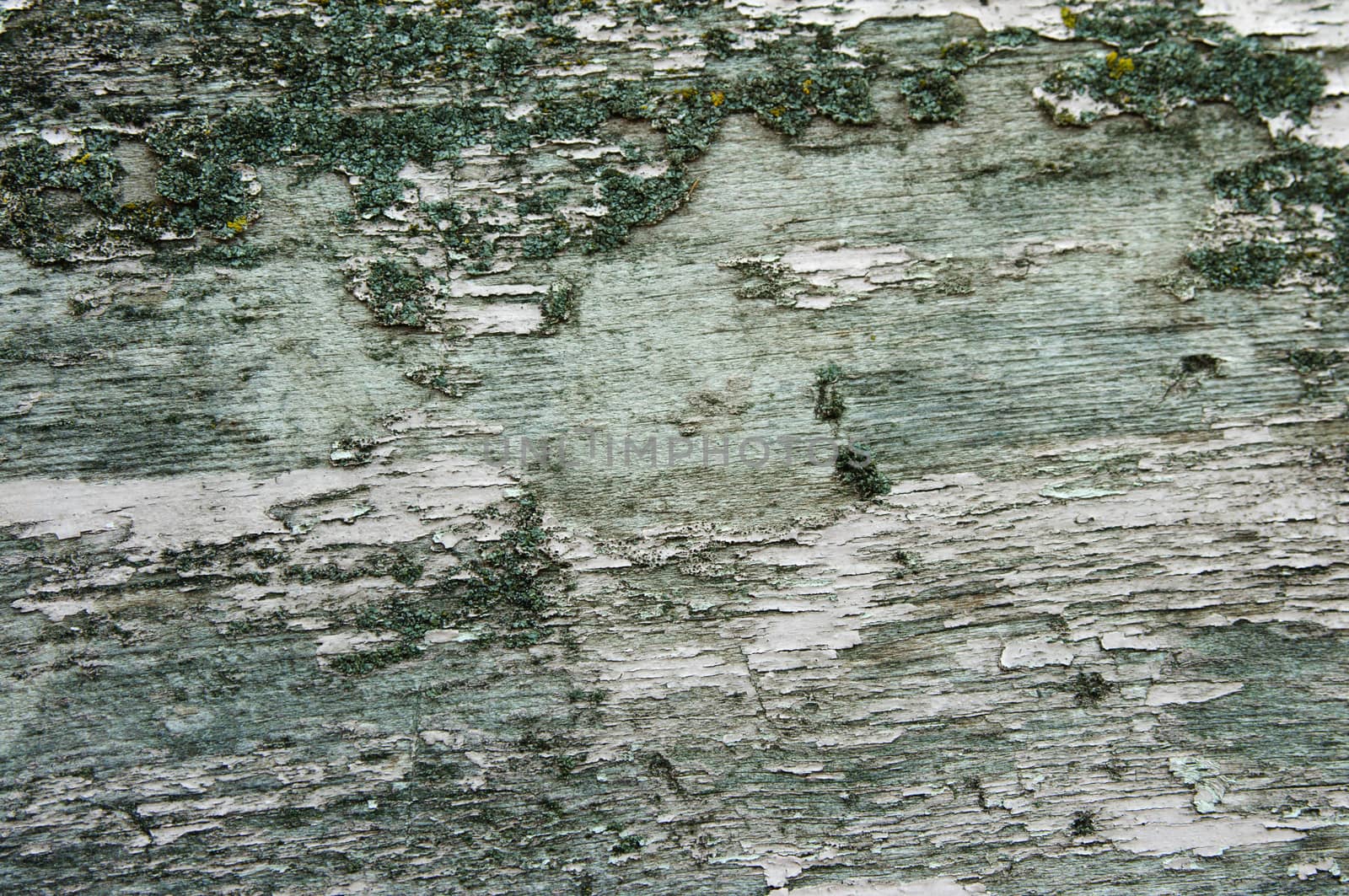 Texture of old bark wood by velkol