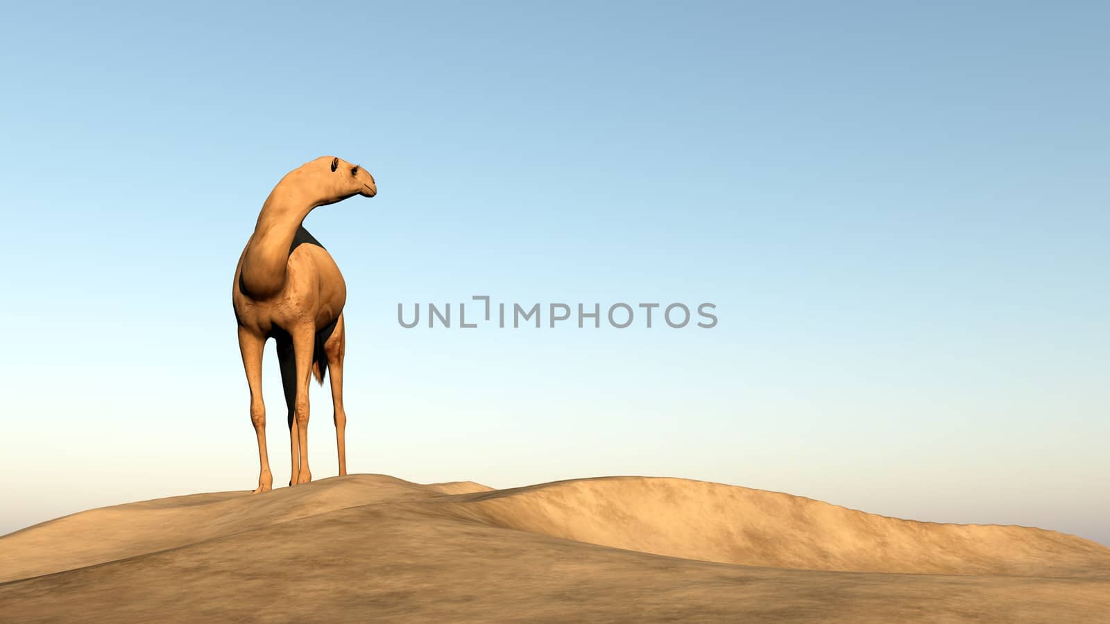 Camel looking behind - 3D render by Elenaphotos21