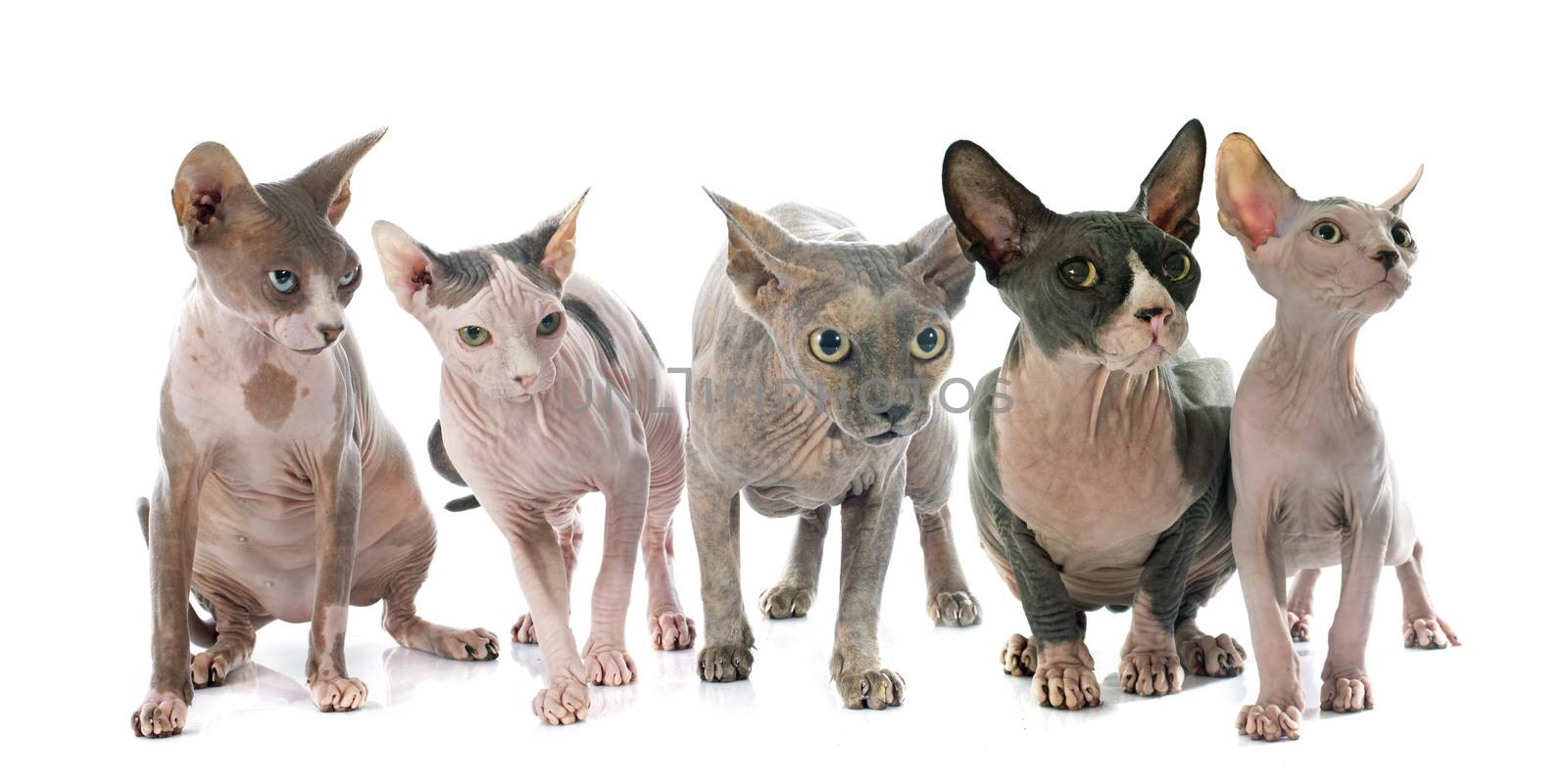 Sphynx Hairless Cats by cynoclub