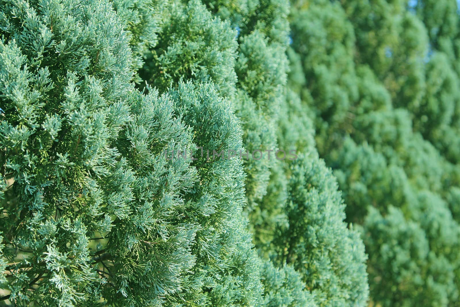 Green branches of Cedar