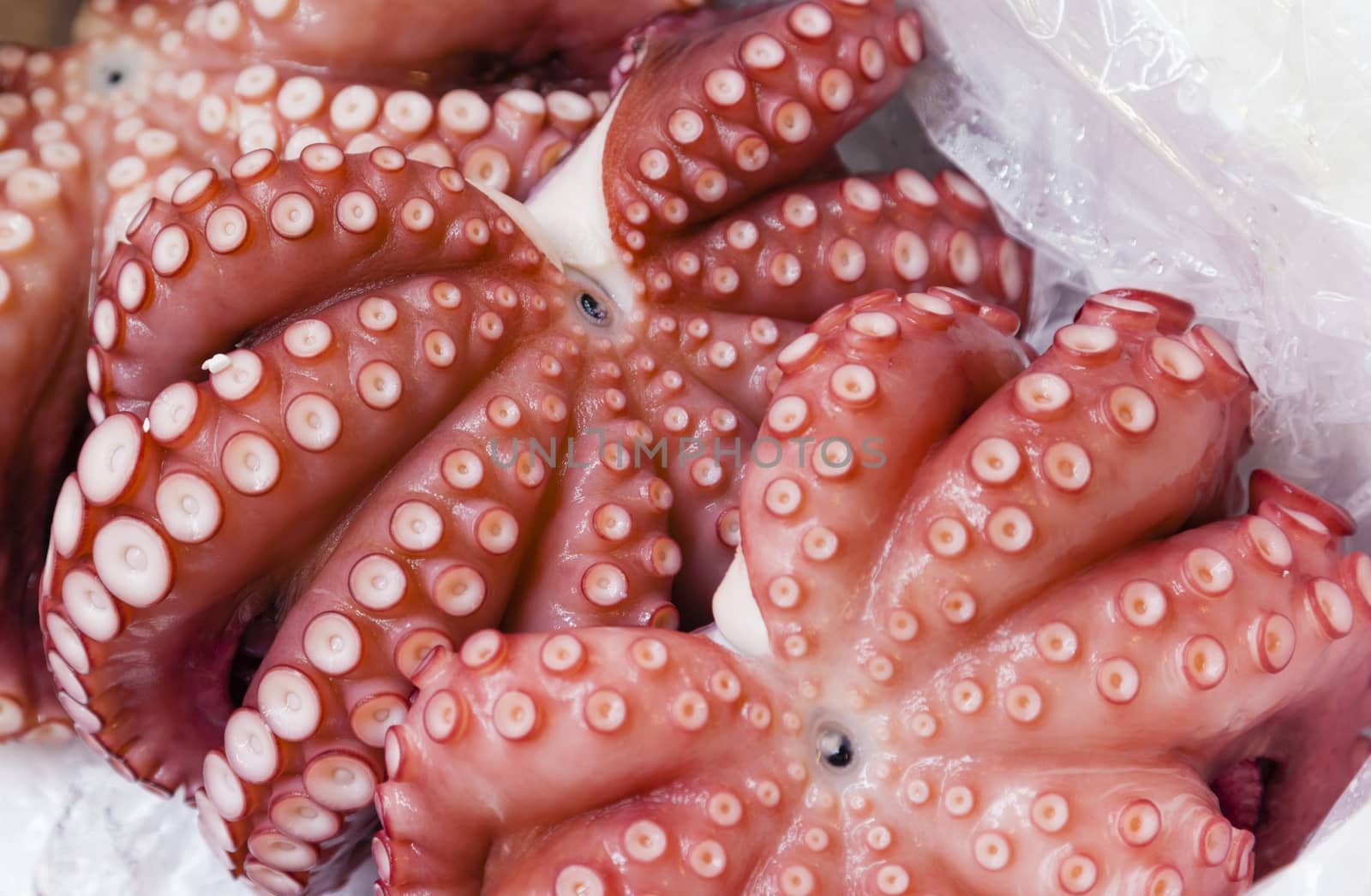 Octopus in a fresh market by ymgerman