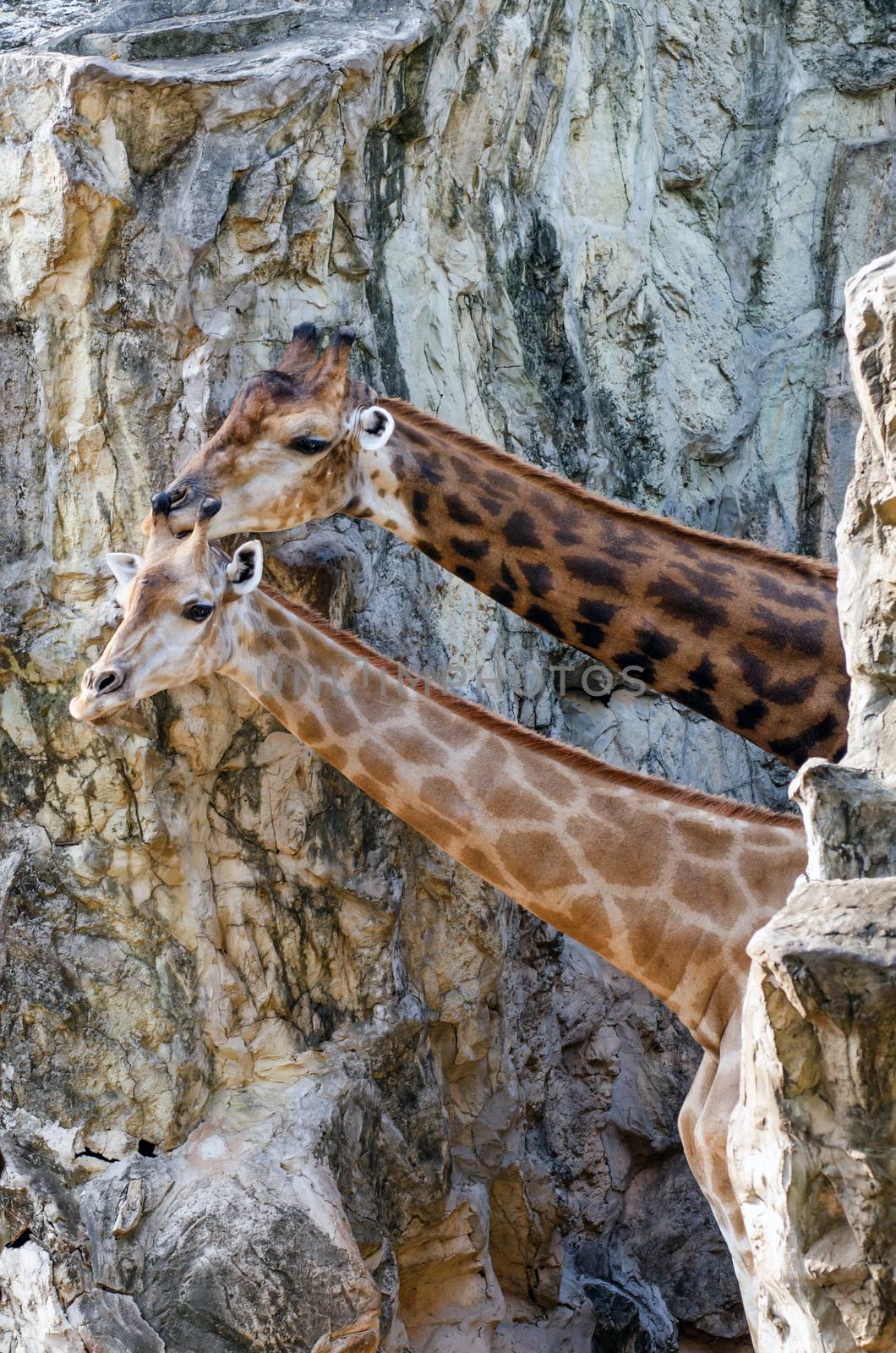Two giraffes in zoo by siraanamwong