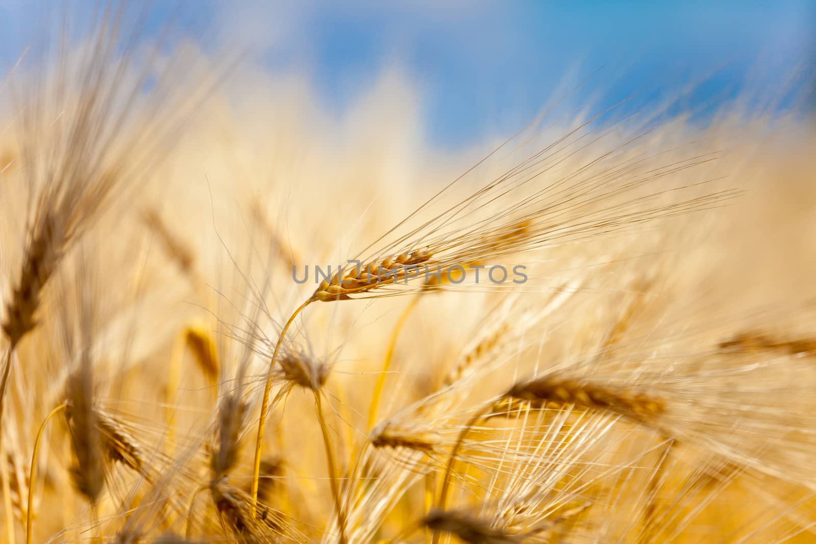 yellow ear of wheat on the field