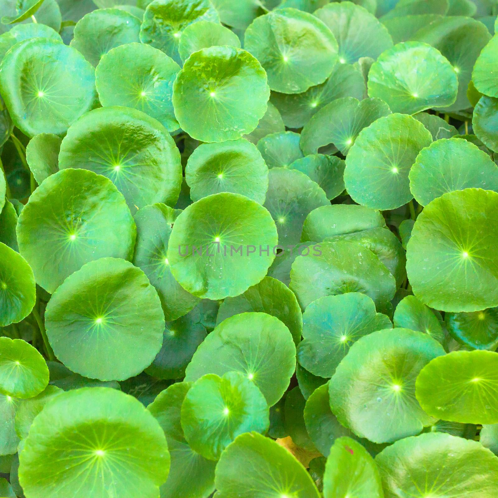 asiatic Pennywort, is a plant that indicated in the treatment of diseases.