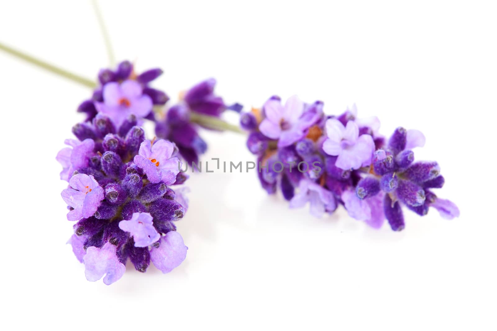 twigs lavender in closeup over white background 