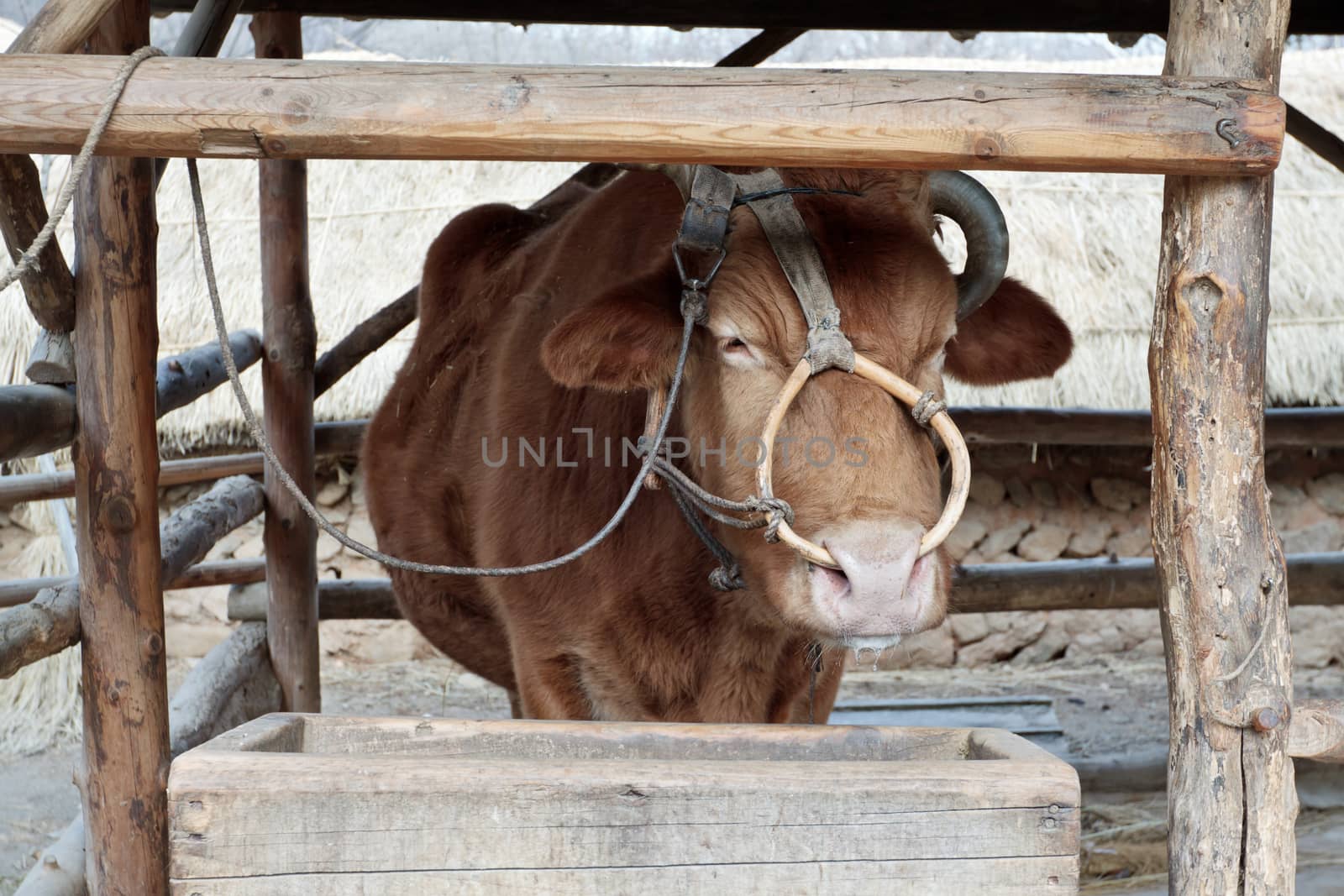 A cow with a nose ring standing in a wooden stall