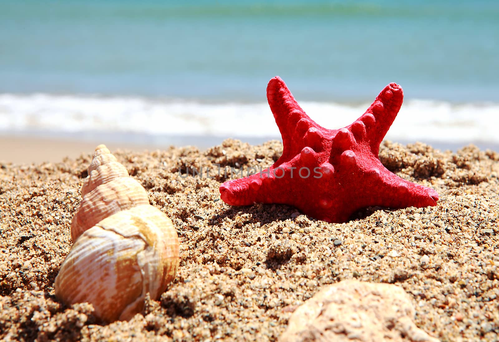 shells on the beach in closeup near the ocean 
