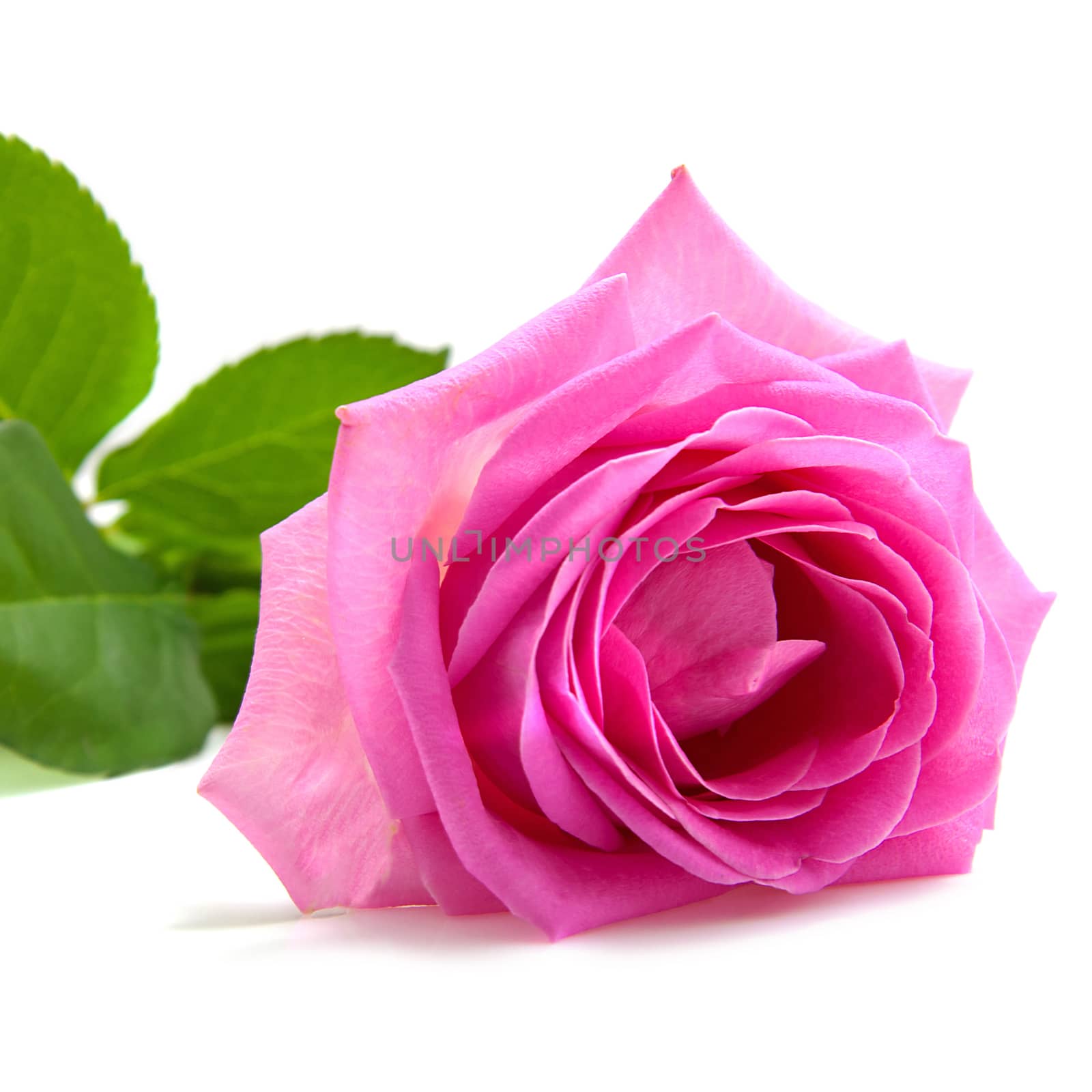 one beautiful pink rose over white background