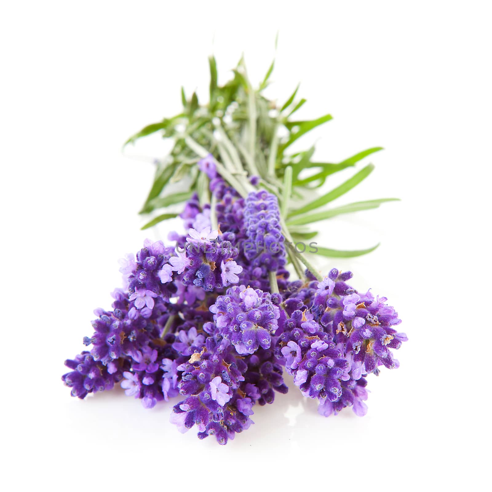 Bunch of picked lavender over white background