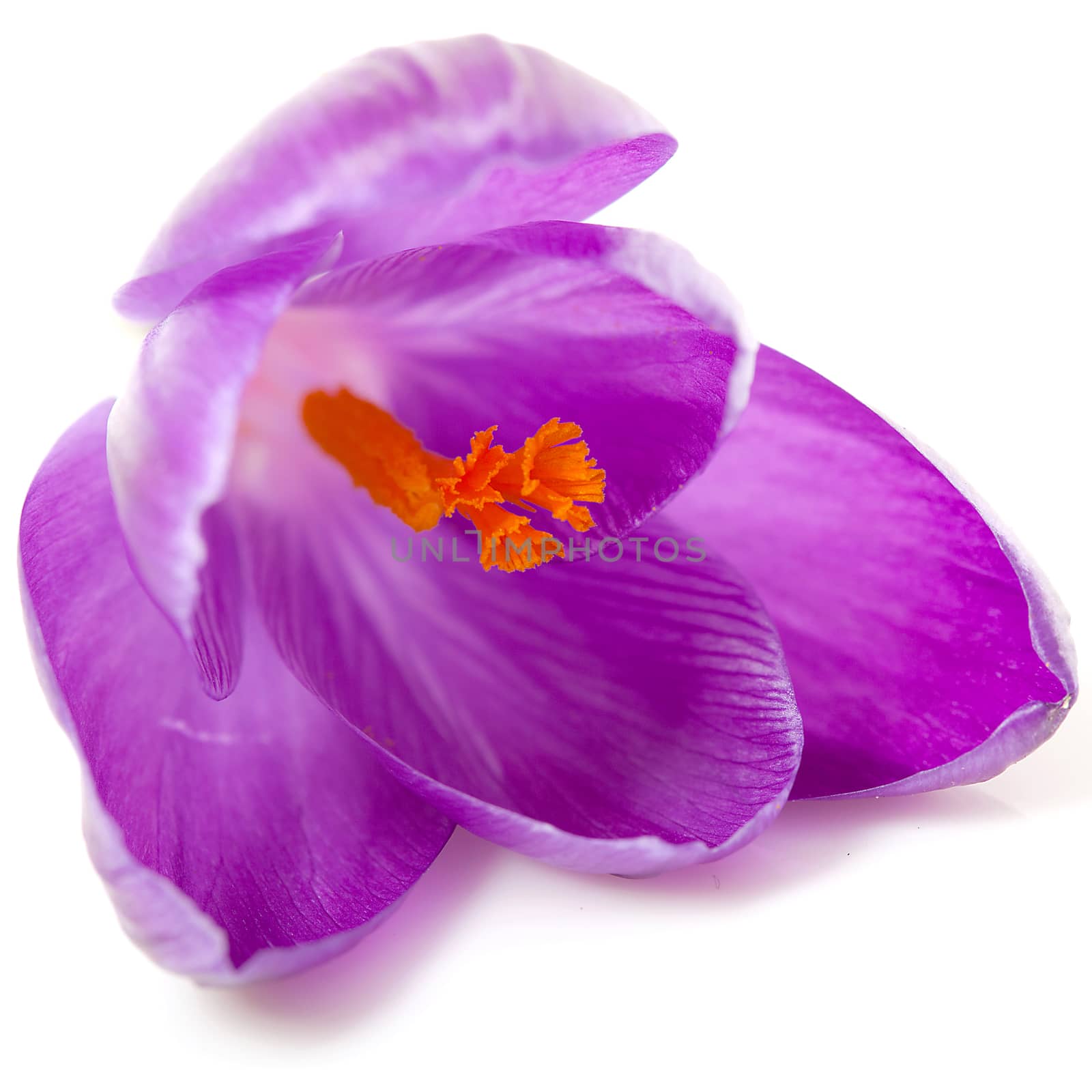 pink Dutch spring crocus flower over white background