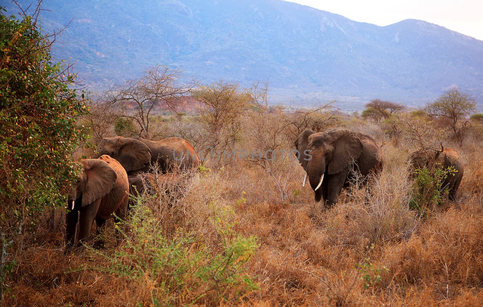 Elephants in Ngulia Rhino sanctuary, known for the red sand they bathe in