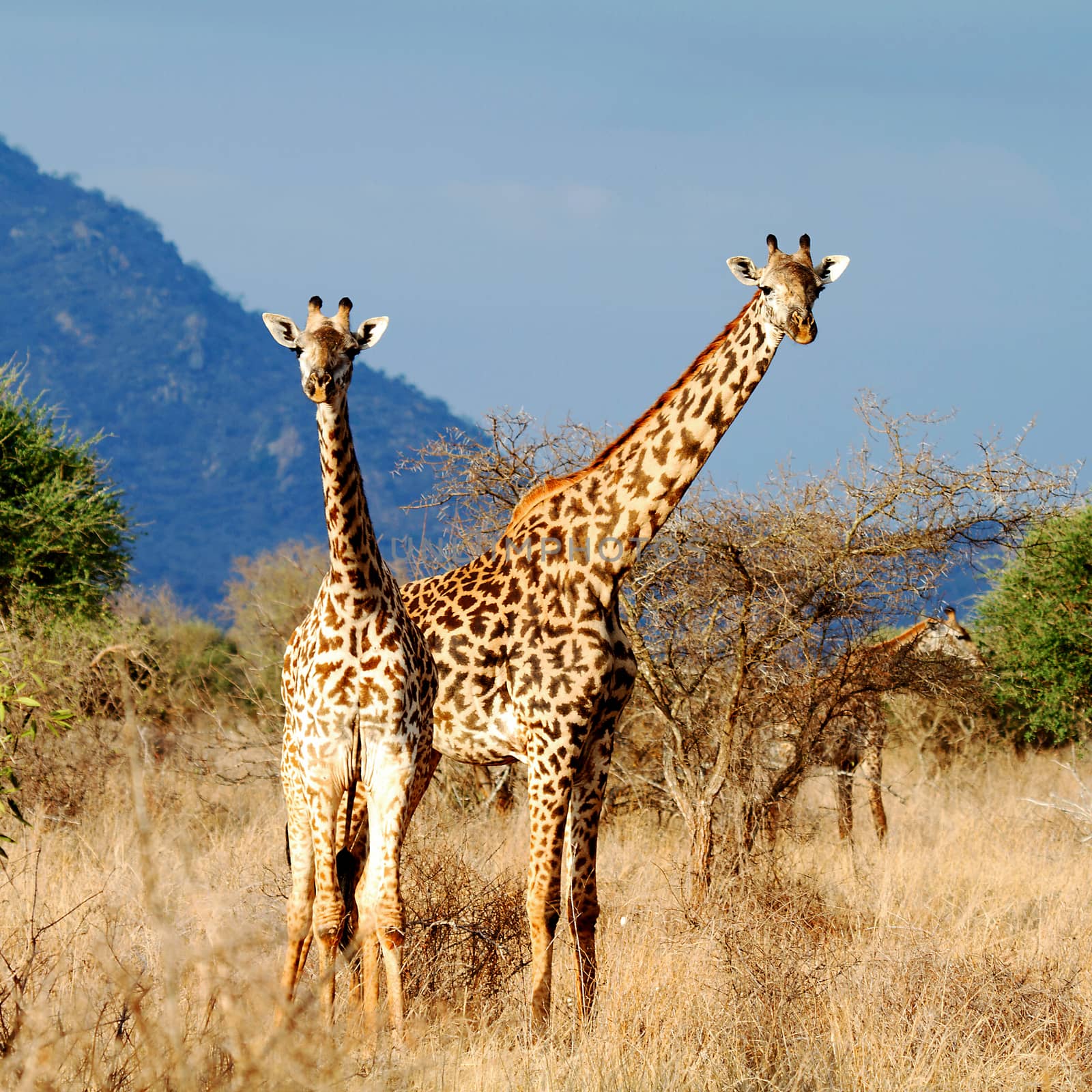 The Masai Giraffe or Maasai Giraffe, also known as the Kilimanjaro Giraffe in Kenya