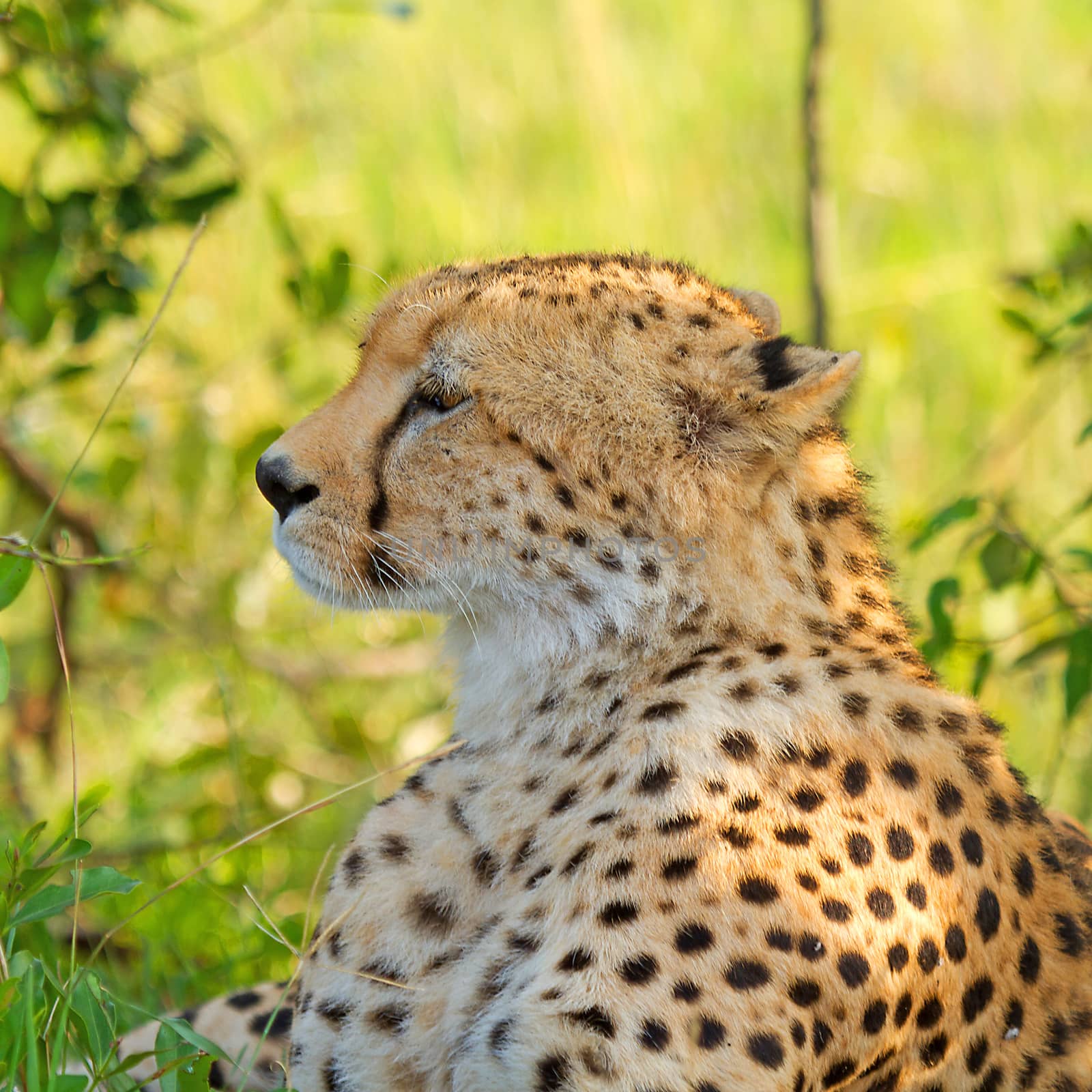 closeup of Cheetah on ground in wildlife Kenya Africa
