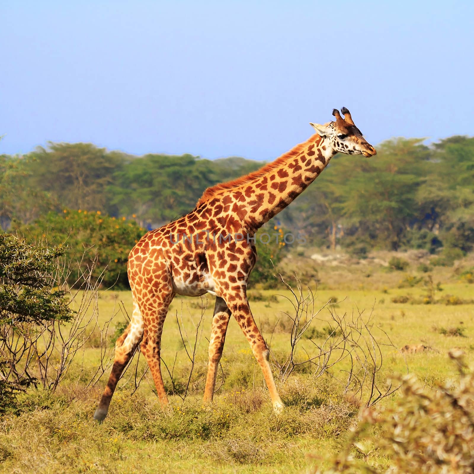 One Rothschild giraffe in wild Kenya