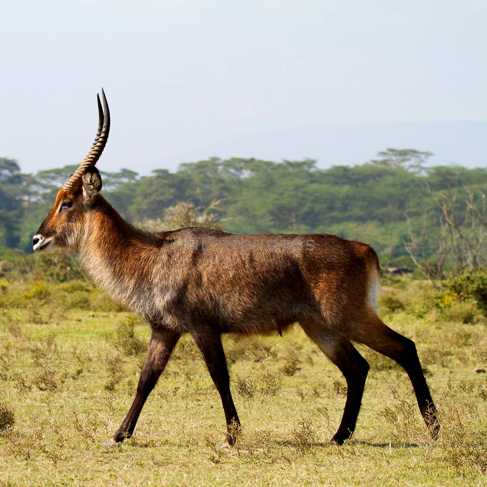 Walking African waterbuck in wild